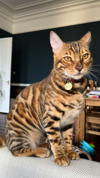 Котеньки (30 фото)
