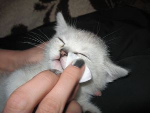 Если у кошки глаза слезятся, что делать в домашних условиях?